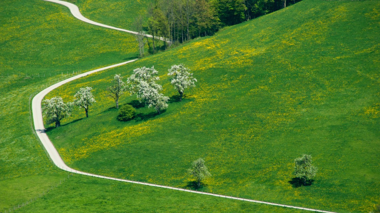 Baumblüte_Landschaft .JPG