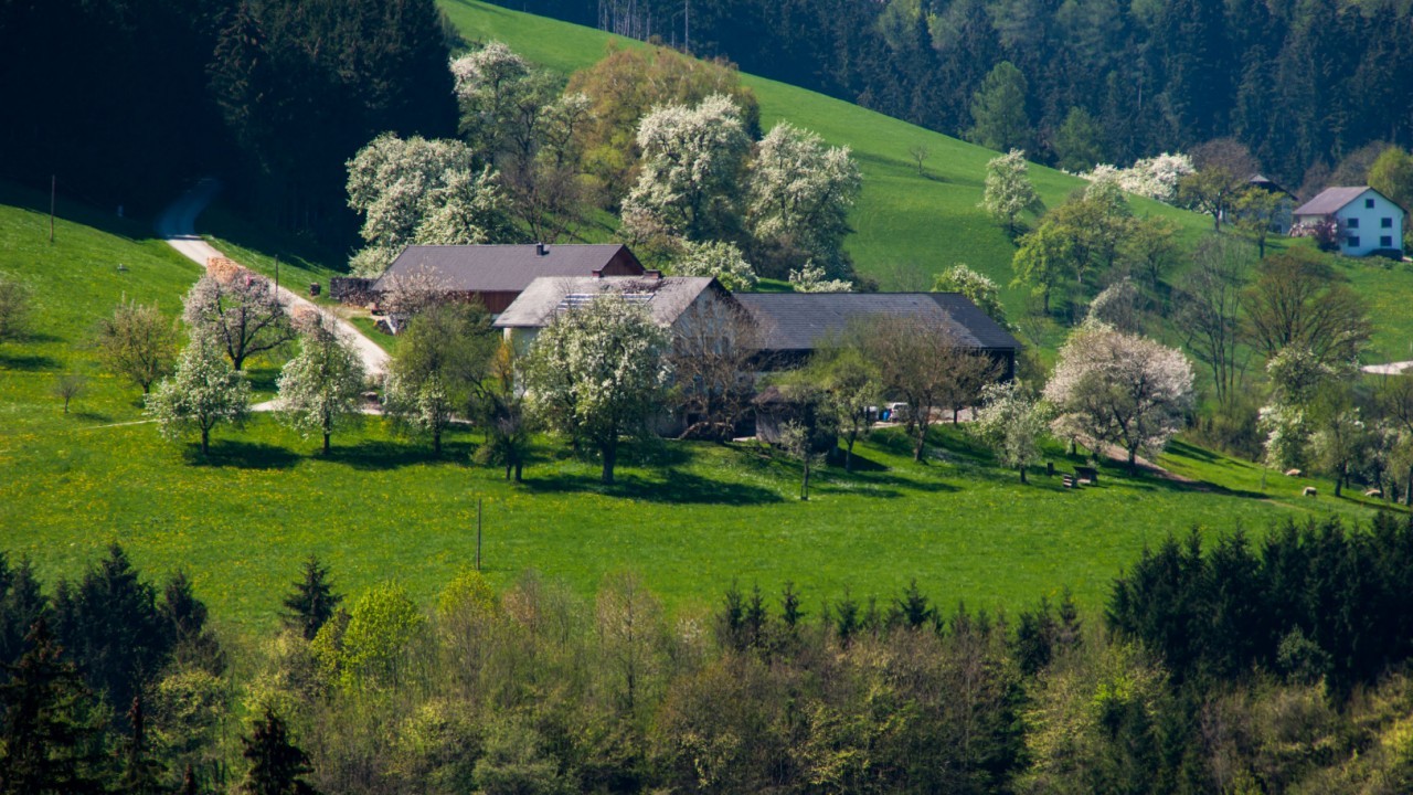 Bauernhof umringt von  Baumblüte .JPG