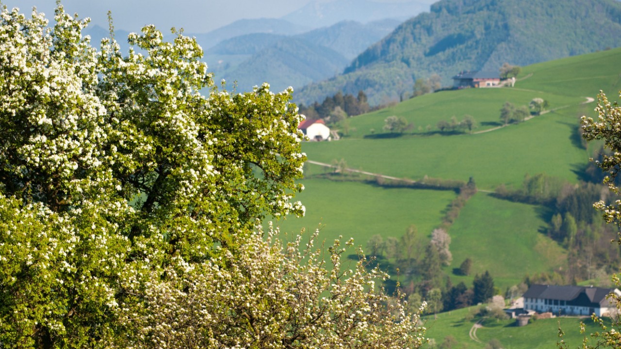 frische Baumblüte.JPG