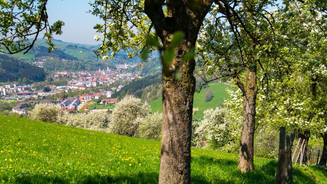 Mostbaumblüte_Blick auf Stadt.JPG