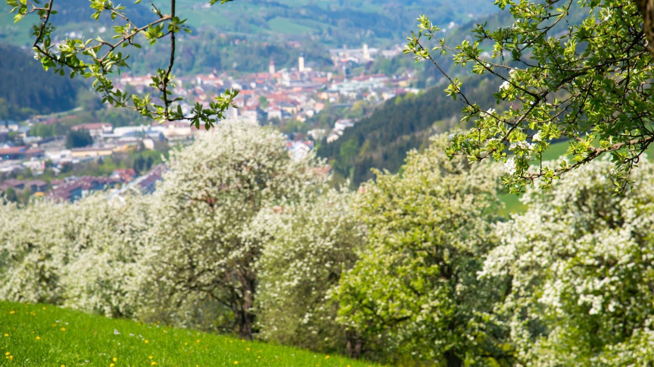 Mostbaumblüte_Blick auf Stadt2 .JPG