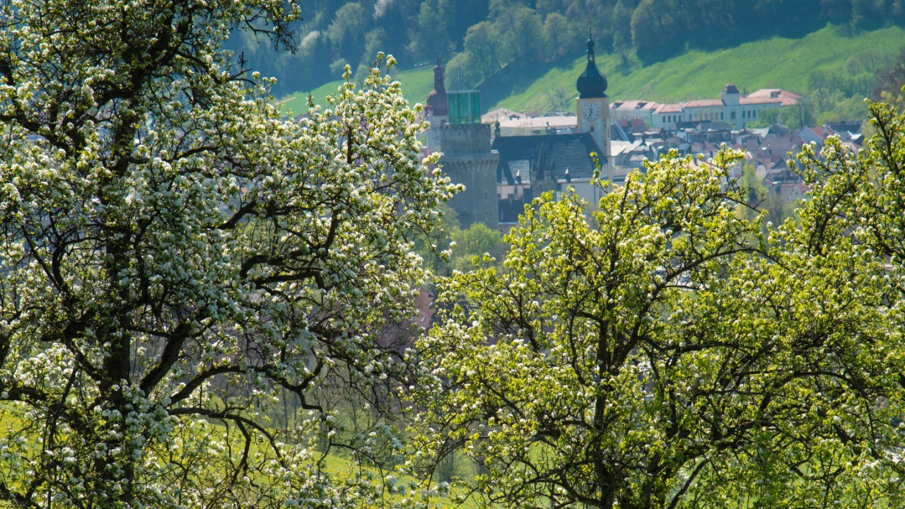 Baumblüte Waidhofen 2 .JPG