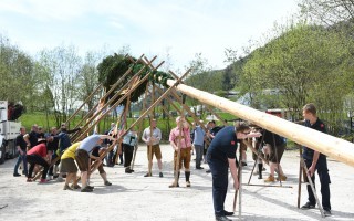 Maibaum in die Höhe hieven