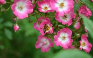 Blume mit Biene darin