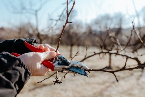 Baumschnitt (002).jpg