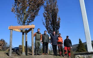 2026_03_Krautberg_Bäume