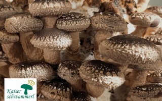 Kaiserschwammerl_Shiitake_Ansichtskarte