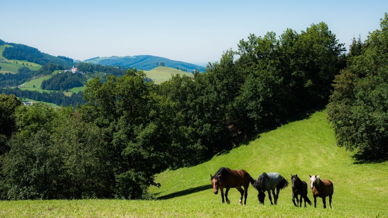 Pferde im Umland Waidhofens.jpg